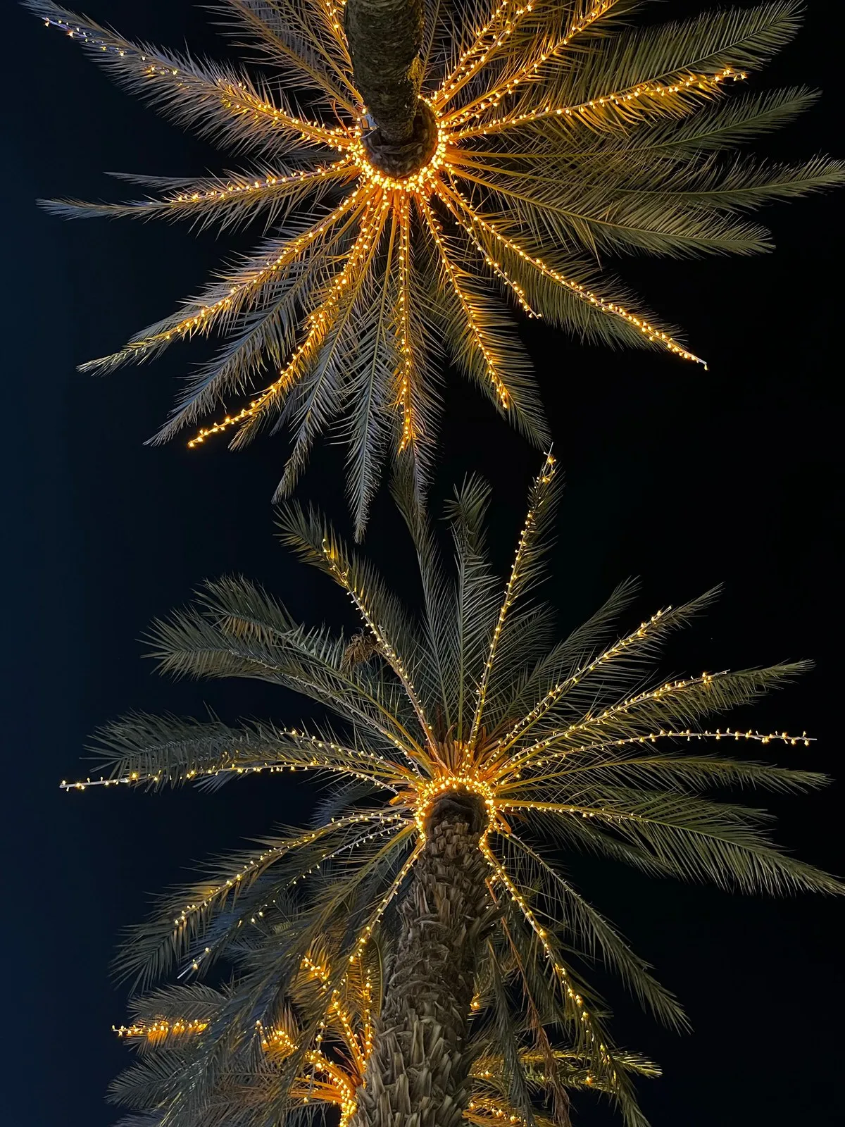 Palm fronds traced with warm white fairy lights against a night sky.