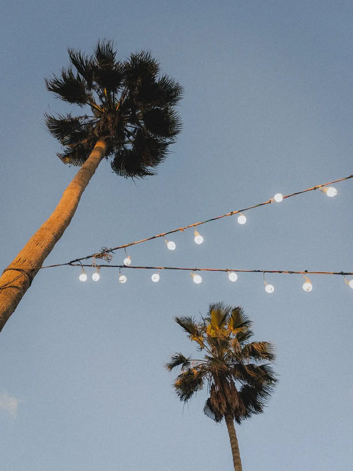 String lanterns spanning between palm trees under an evening sky.