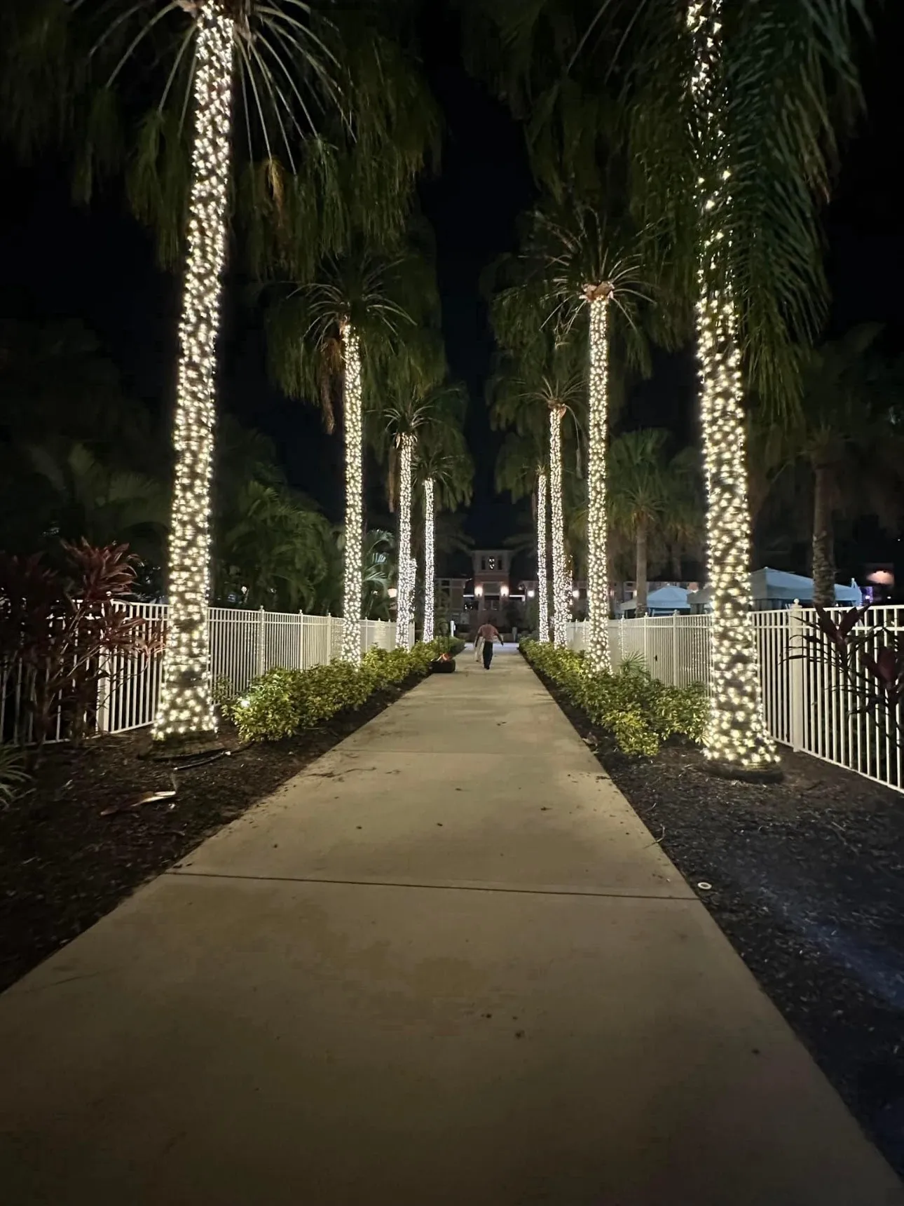 A resort walkway lined with palm trees wrapped in warm white trunk lighting at night.