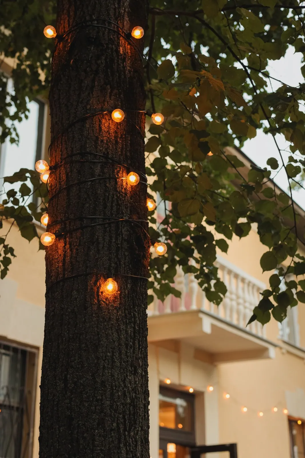 A tree trunk wrapped in warm globe string lights at dusk.