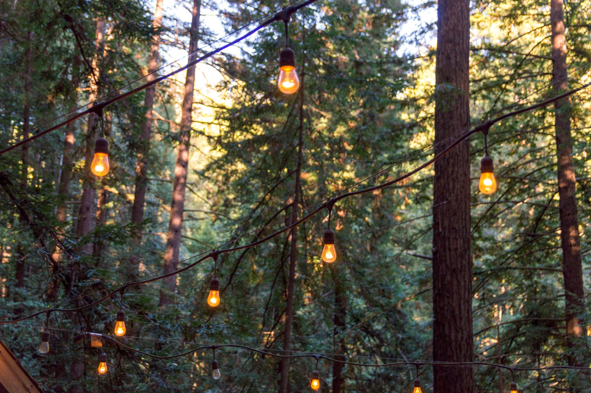 Lights Hanging Among Towering Redwood Trees Growing Near Santa Cruz California